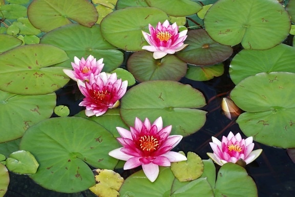 nature, lotus, aquatic, leaf, horticulture, flora, flower, waterlily