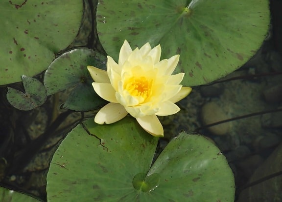 Waterlily, feuilles, lotus, aquatiques, nature, fleurs, horticulture, flore