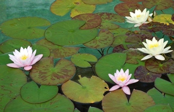 цвете, lotus, водна лилия, флора, водни, Градина, листа, градинарство