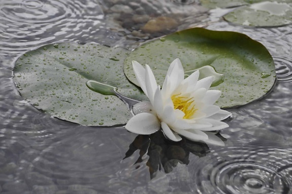 น้ำ ดอกไม้ป่า ธรรมชาติ ใบ น้ำ ดอก พืช สวน สวน