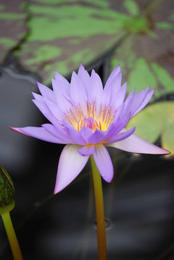 Lotus, waterlily, thực vật, vườn, làm vườn, hoa dại, thiên nhiên, lá