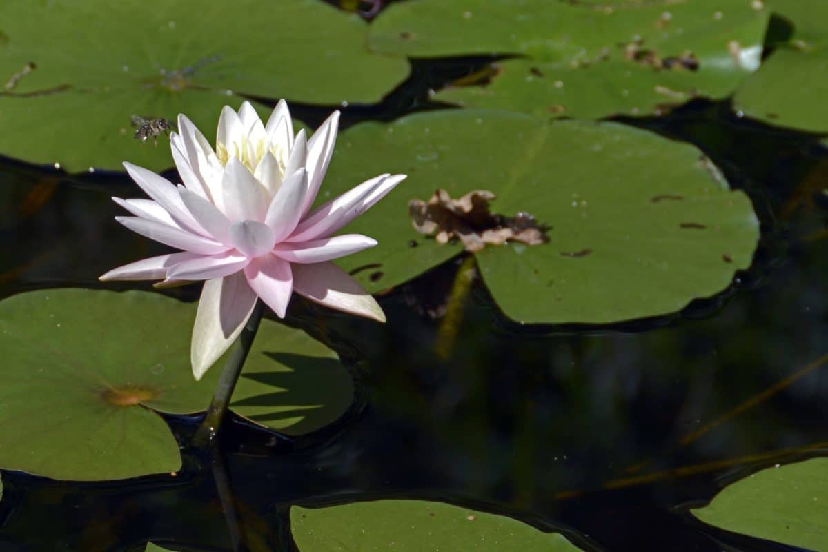 aquatische blad, tuinbouw, lotus, bloem, lake, exotische, waterlily