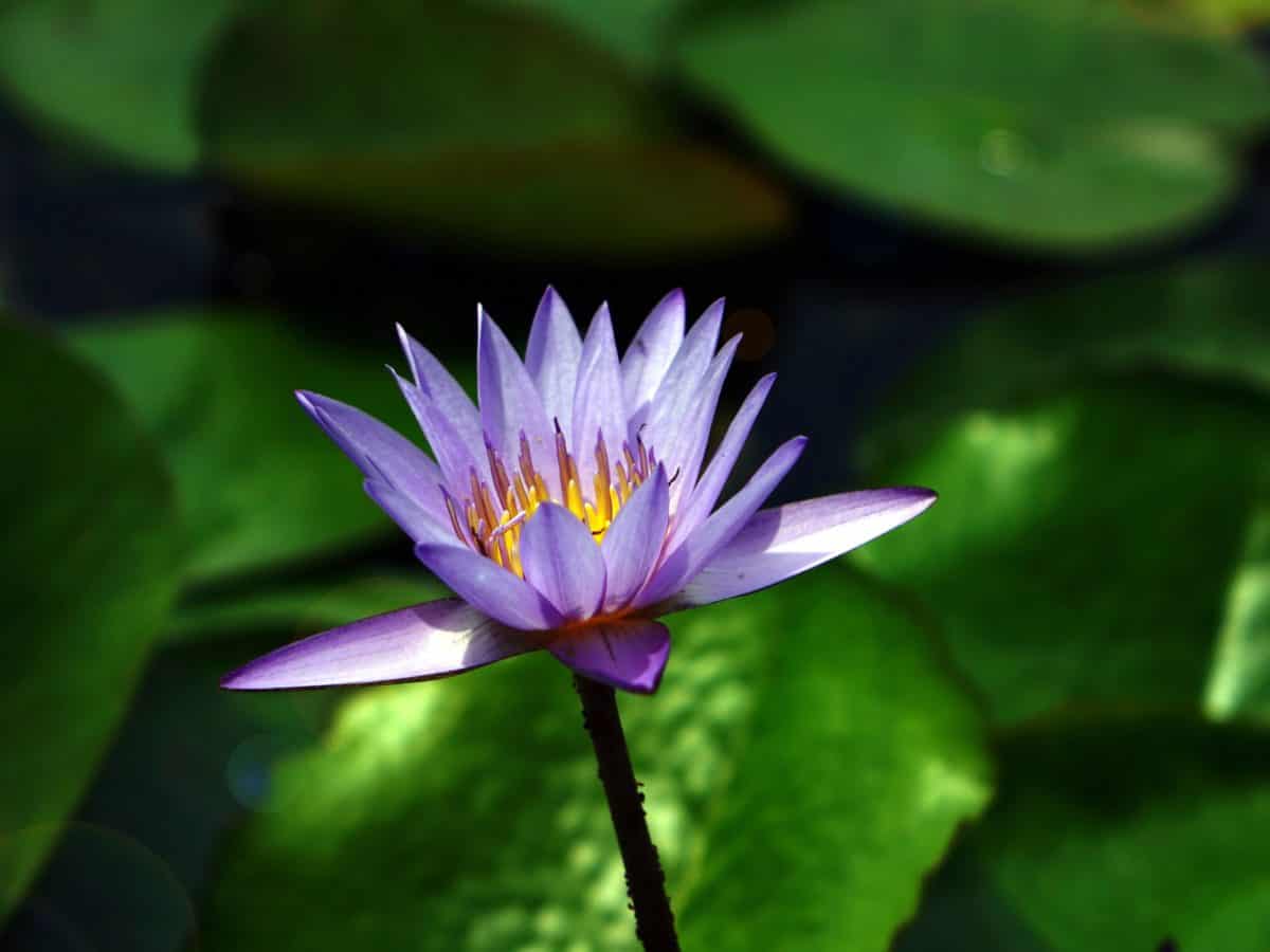 Lotus, ekologija, priroda, vodeni, flore, cvijet, list, waterlily