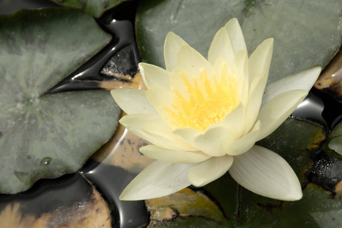 meditaatio, puutarhatalouden, lehti, kukka, lotus, vedessä, kasvi, kukka