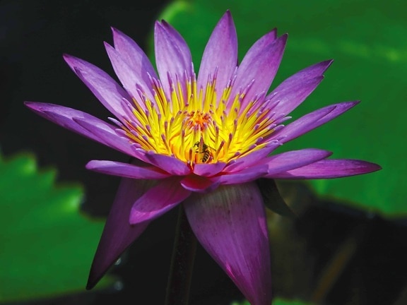 Екологія диких lotus водні, листя, флора, квітка, водяна Лілія, природи