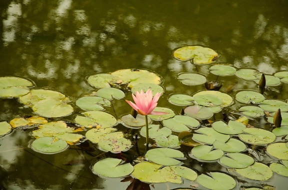 virág, lotus, vízi, víz, természet, tó, zöld levél, Kertészet, növény