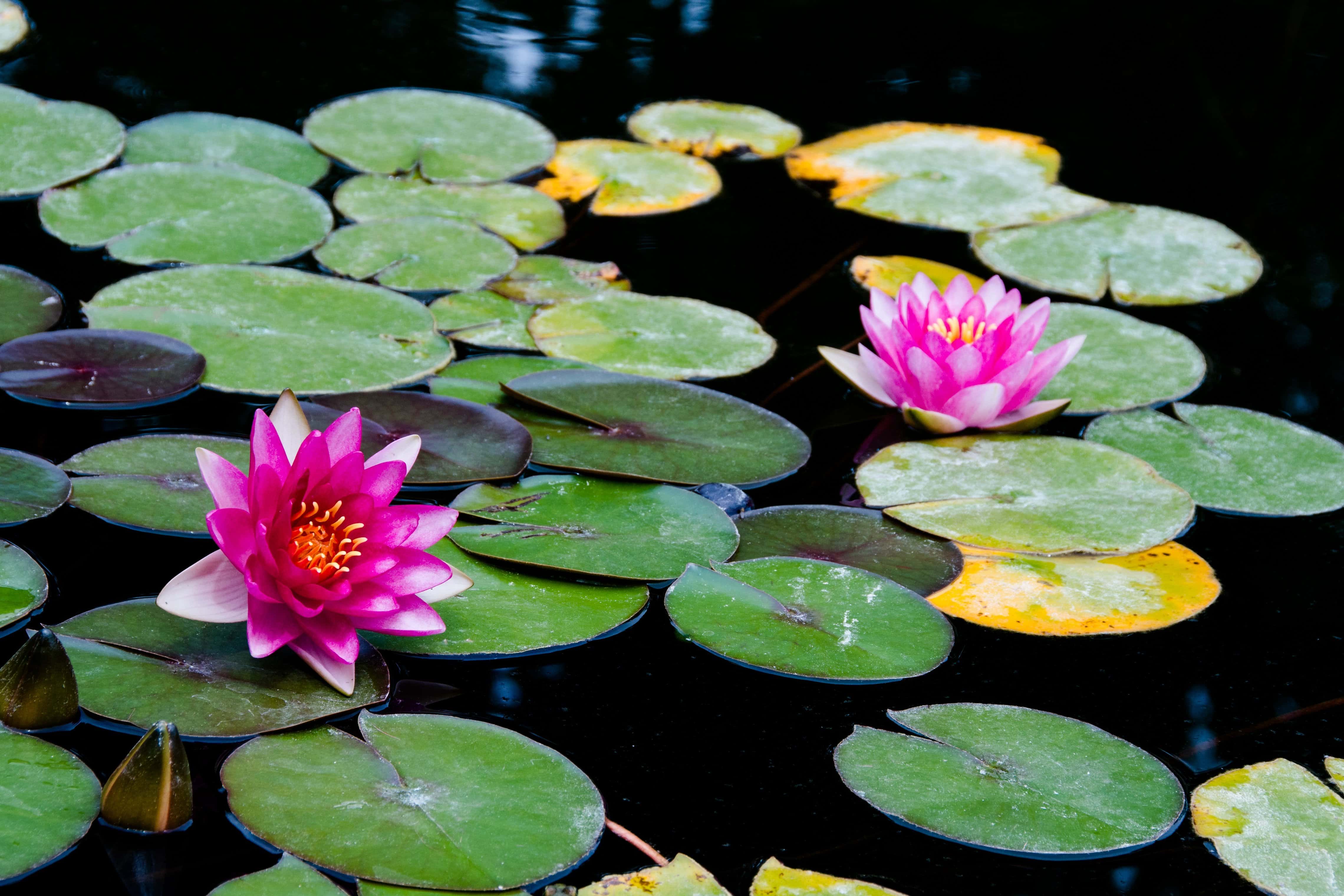 Kostenlose Bild Blatt Okologie Natur Wasser Blume Seerose Lotus Flora