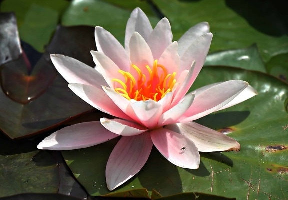 grönt blad, lotus, näckros, vattenväxter, blomma, meditation
