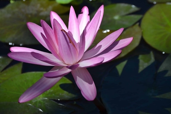 flora, ecology, waterlily, leaf, exotic, aquatic, flower, red lotus