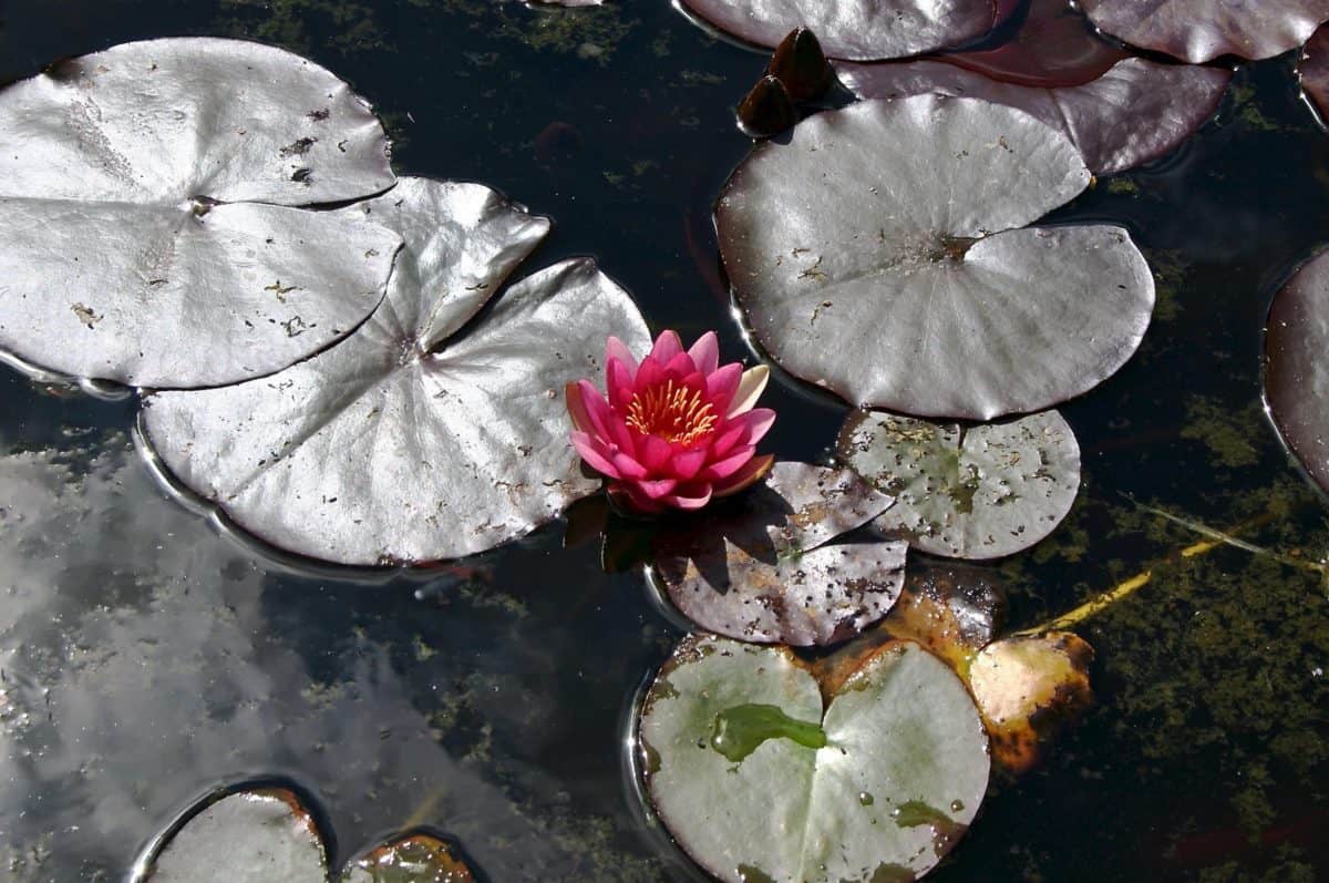 flower, water, nature, leaf, aquatic, plant, horticulture, pond