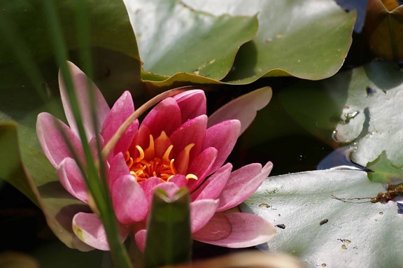 Пелюстка сад екології, природи, лист, квітка, красивий, lotus, Флора