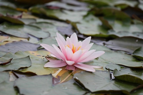 aquatic, flora, leaf, nature, exotic, horticulture, flower, white lotus