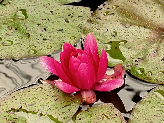 flora, food, red flower, aquatic, lotus, ecology, plant, pink, blossom