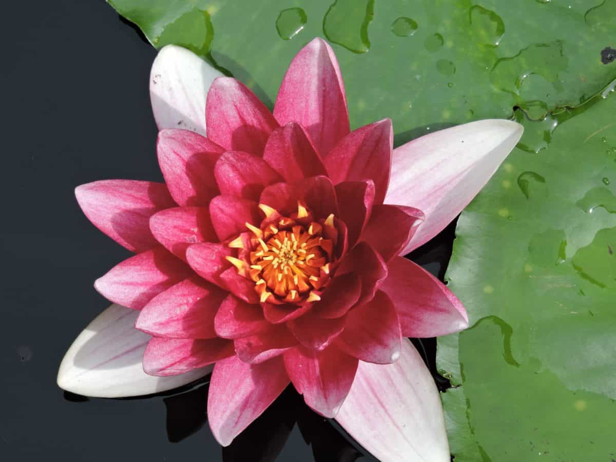 Blume, Flora, Natur, roter Lotus, Blütenblatt, Gartenbau, grünes Blatt, Wasserpflanze