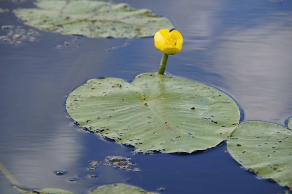 відображення води жовтого lotus, озеро, природи, водні, ставок, садівництва