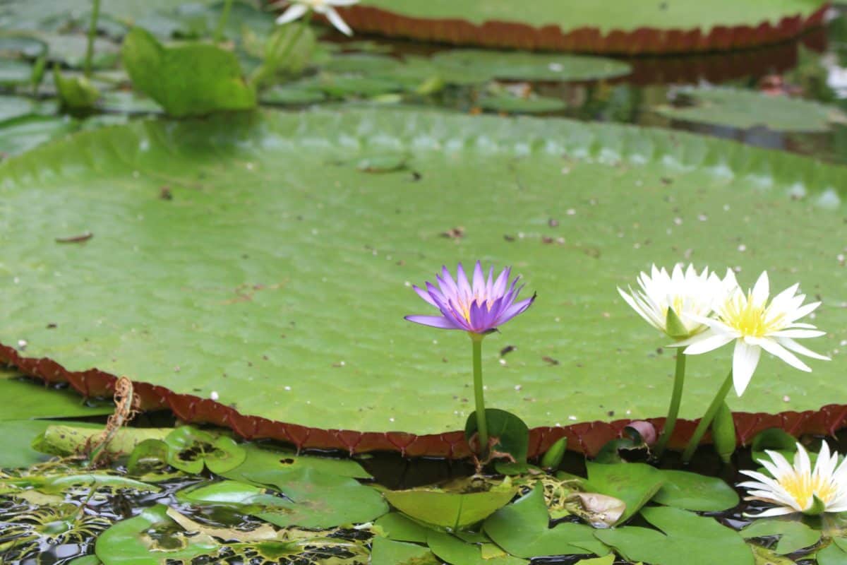 vihreitä lehtiä vedessä, kukka, flora, valkoinen lotus, waterlily, Puutarha, puutarhaviljelyssä