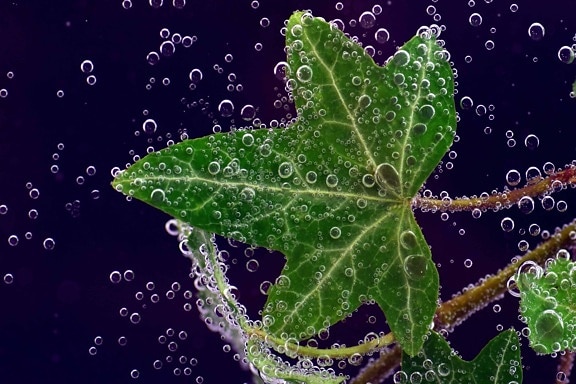 underwater, bubble, green leaf, plant, liquid, macro, detail