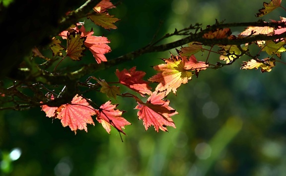 flora, leaf, flower, nature, tree, plant, autumn