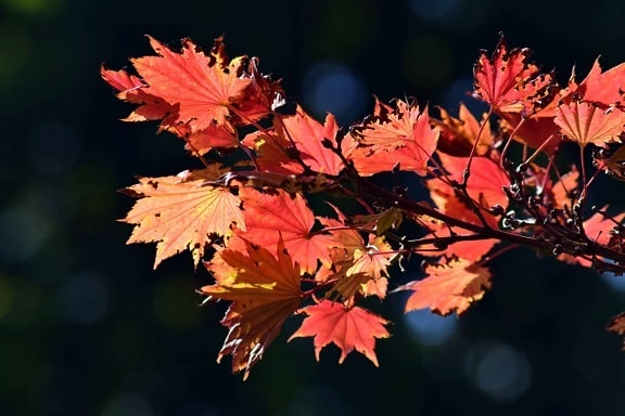 leaf, flora, nature, autumn, tree, foliage, forest