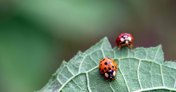 beetle, ladybug, nature, macro, green leaf, summer, insect, arthropod