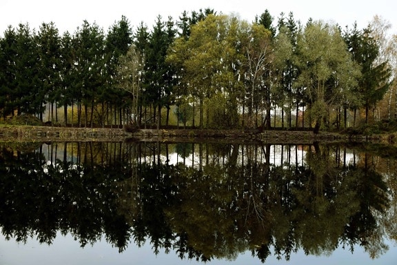 liggande, reflektion, träd, lake, natur, vatten, natur