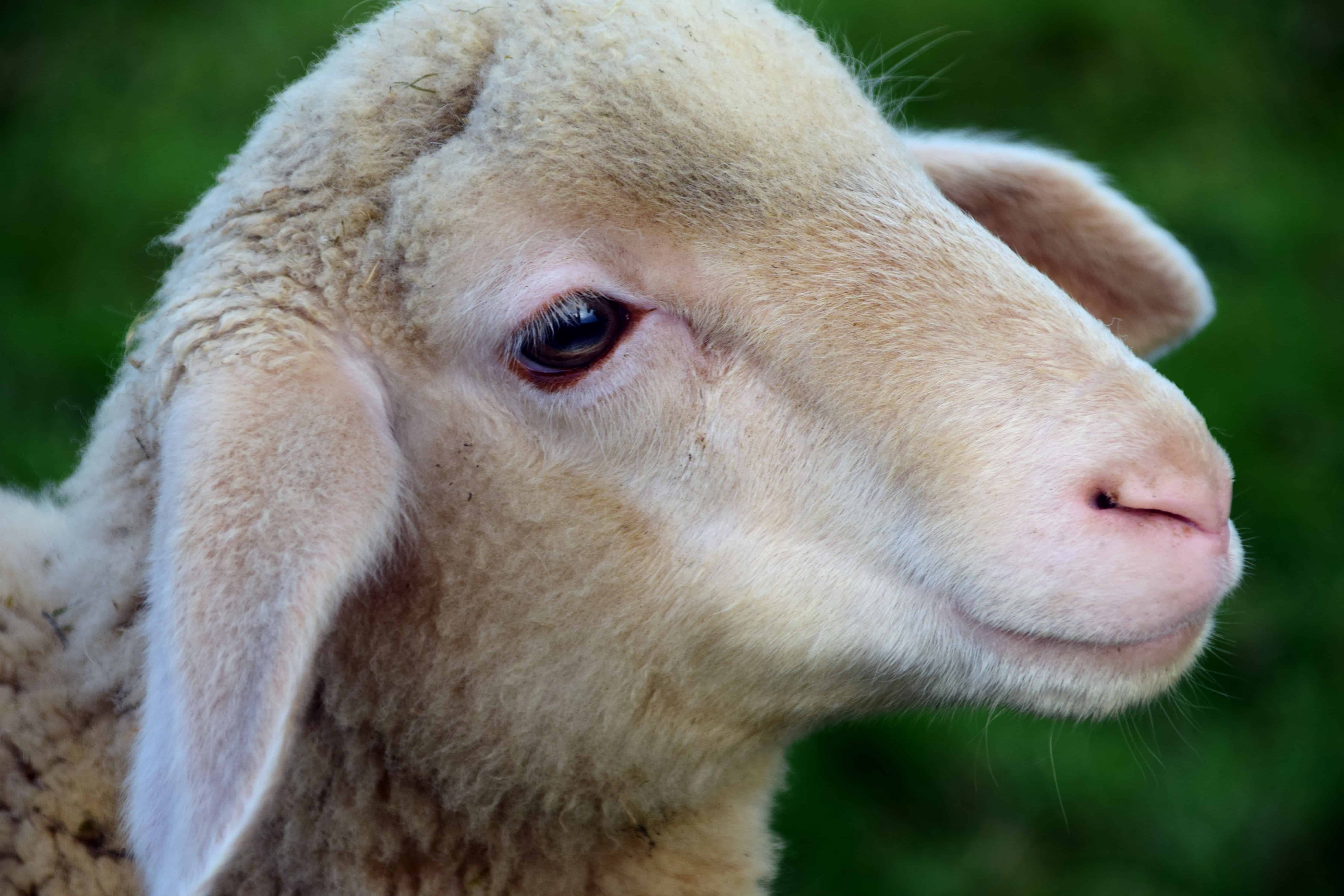 Sip patrocinado Calma Imagen gratis: ovejas, retrato, cordero, naturaleza, piel, animal,  animales, cabeza, al aire libre