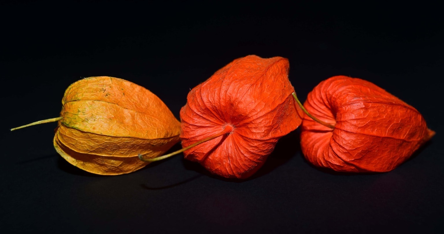 Осенние Оранжевые Цветы Коробочки