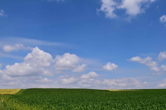 nature, field, blue sky, landscape, grass, bean, meadow