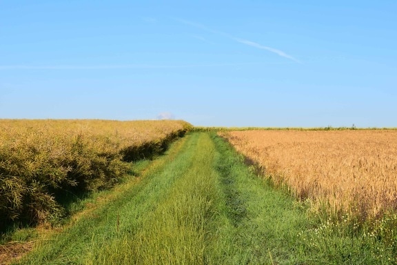 road, field, nature, agriculture, sky, landscape, countryside, grass