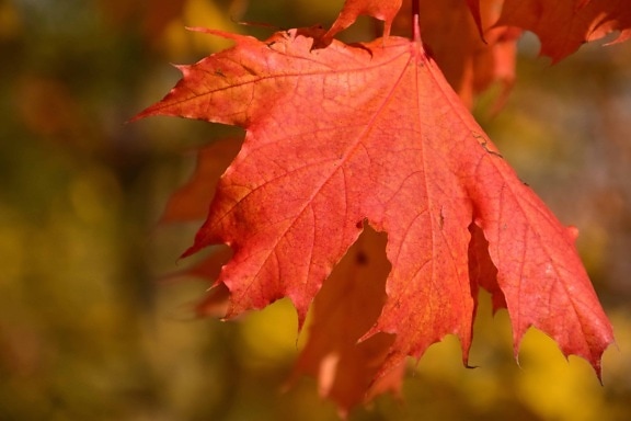 list, priroda, jesen, stabla, lišće, šuma, biljka