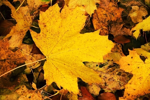 wood, flora, ground, yellow leaf, nature, autumn, foliage