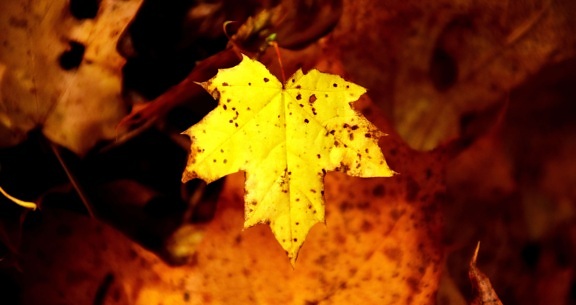 乾燥葉、秋、紅葉、茶色の葉、森、植物、秋