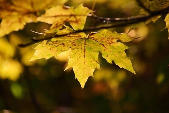 Природа, дерево, флора, листья, осень, лес