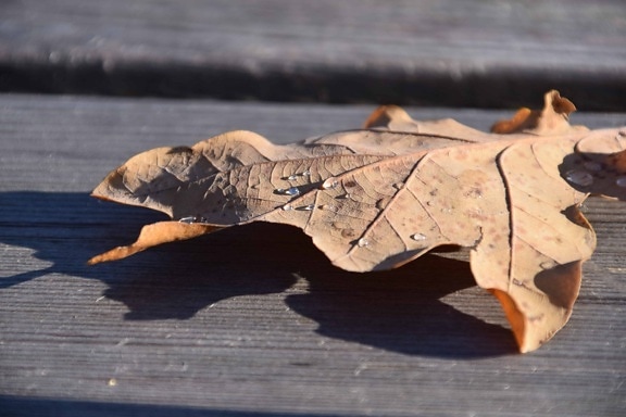 dry, leaf, wood, table, autumn