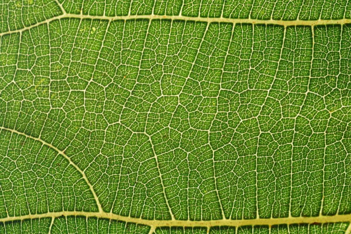 χλωρίδα, μοτίβο, λεπτομέρεια, πράσινο φύλλο, macro