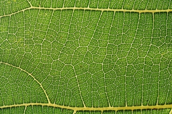 Flora, grünes Blatt, Muster, Detail, Makro