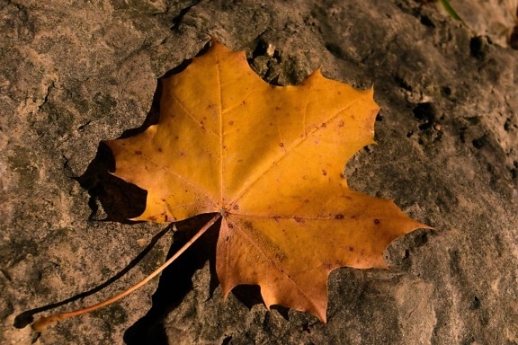 list, priroda, jesen, suha, vanjski, smeđe, biljke, lišće