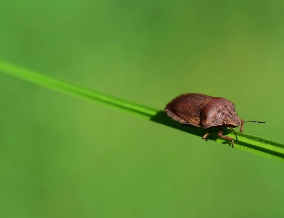 Pest, macro, natura, insetto, scarabeo, biologia, invertebrati