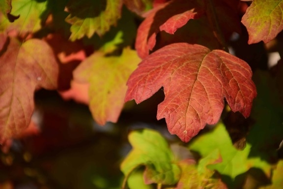  Gambar  gratis kering daun alam makro coklat musim 