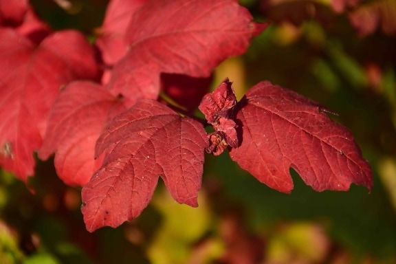 rood blad, natuur, flora, plant, herfst, herfst, loof