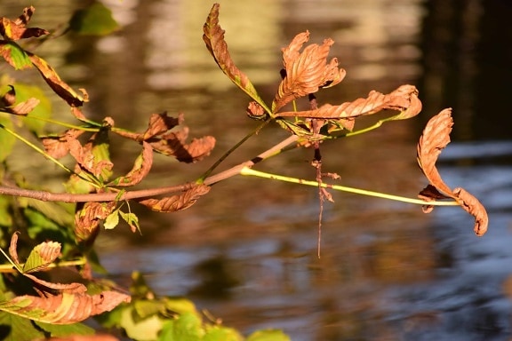 water, leaf, nature, tree, plant, branch, river,autumn