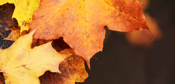 сухи листа, природа, макро, Браун, през есента, гора