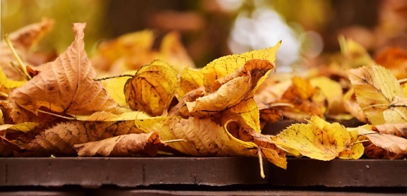 mesa de madera, otoño, seco, hojas