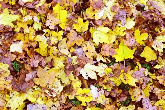 текстури leaf флора, природа, землі, завод, осінь, трава