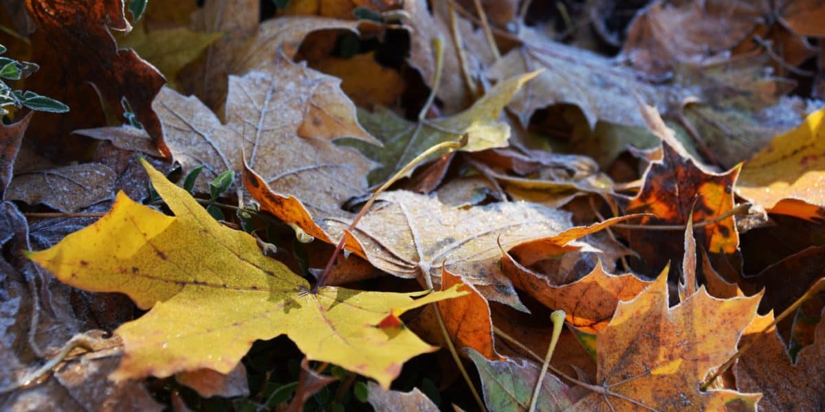 листя дерева природи, флори, навколишнього середовища, Браун, осінь