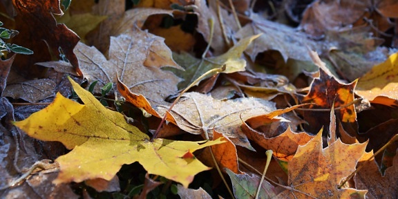 лист, дерево, природа, флора, окружающей среды, Браун, осень