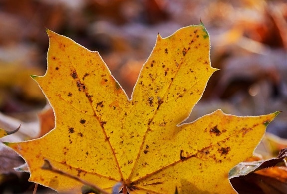 prirode, list, makronaredbe, ljetno, žuti list, jesen, lišće, biljke