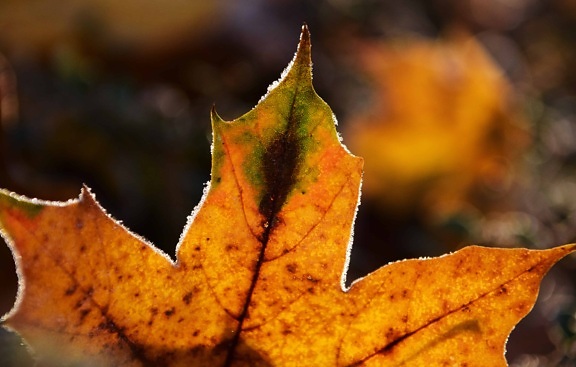 flora, leaf, nature, autumn, macro, brown