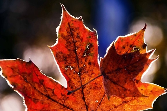 лист, флора, макро, дневной свет, природа, осень, завод