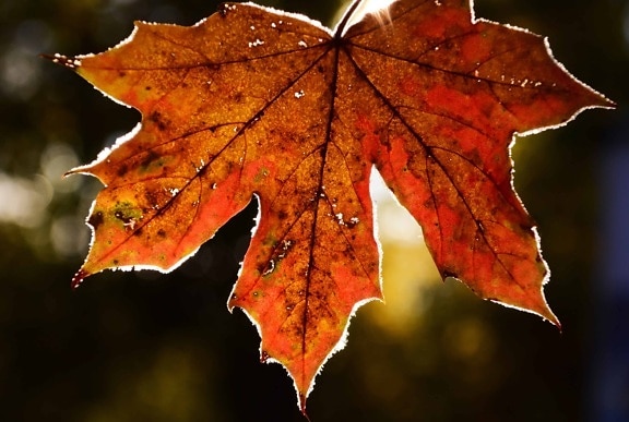 葉、自然、秋、マクロ、茶色の葉、葉、植物、森